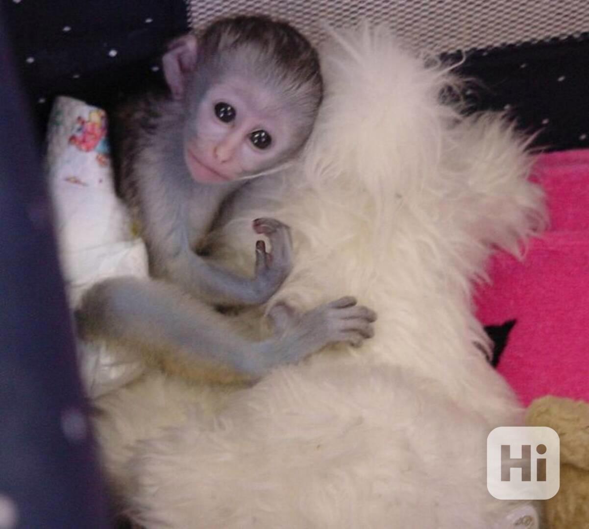 dobře vycvičené kapucínské opice k adopci - foto 1