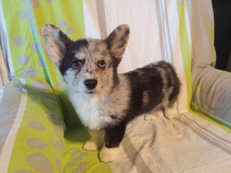 Welsh corgi fenka - foto 1