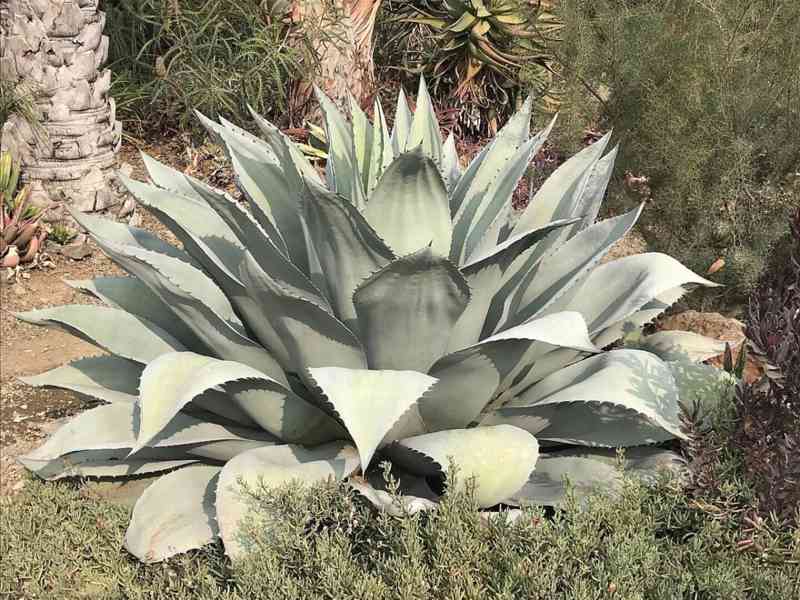 Agave ovatifolia - semena