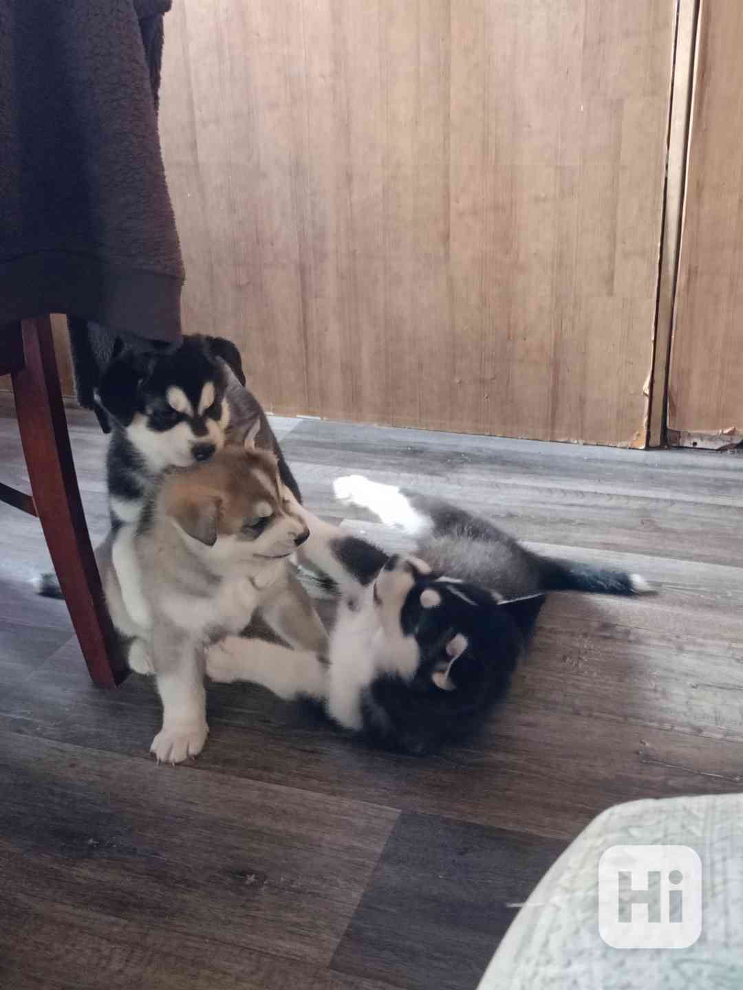 Štěňata husky  - foto 1