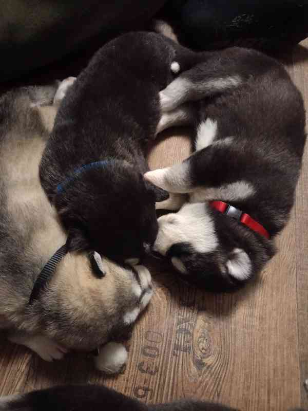 Štěňata husky  - foto 7