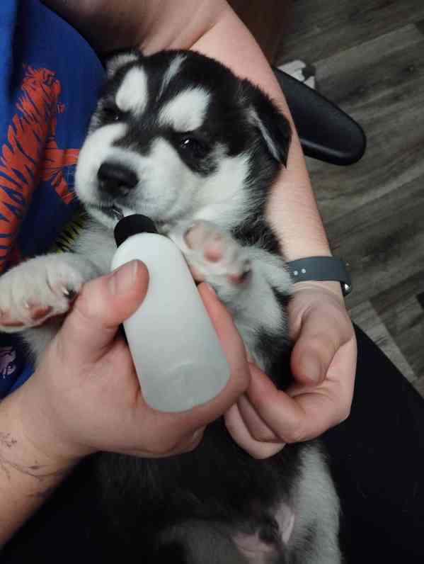 Štěňata husky  - foto 2