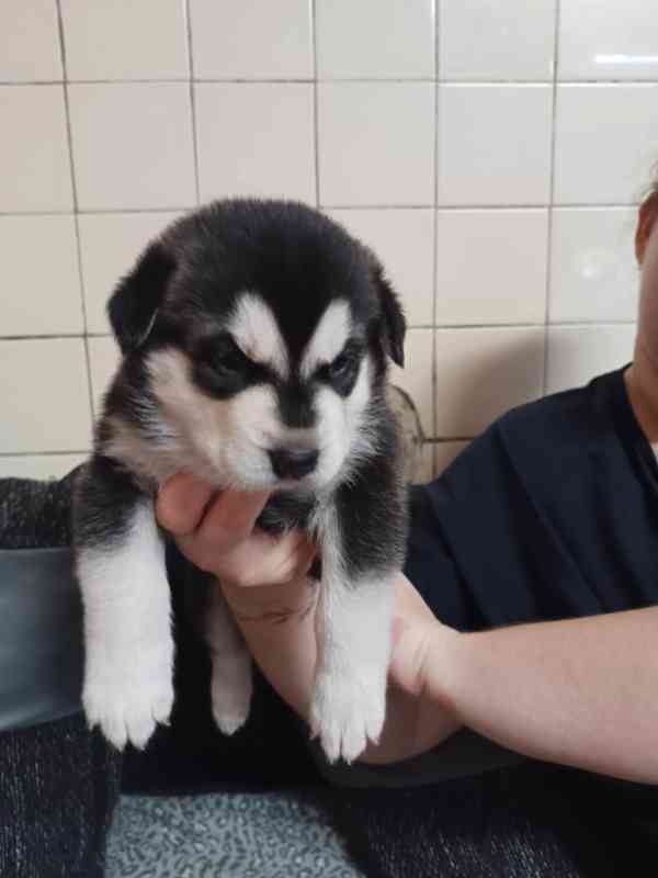 Štěňata husky  - foto 3