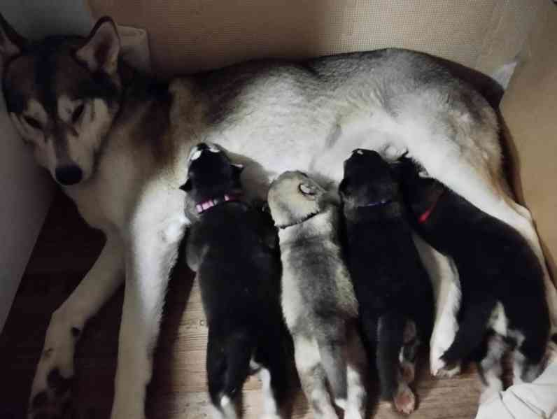 Štěňata husky  - foto 9