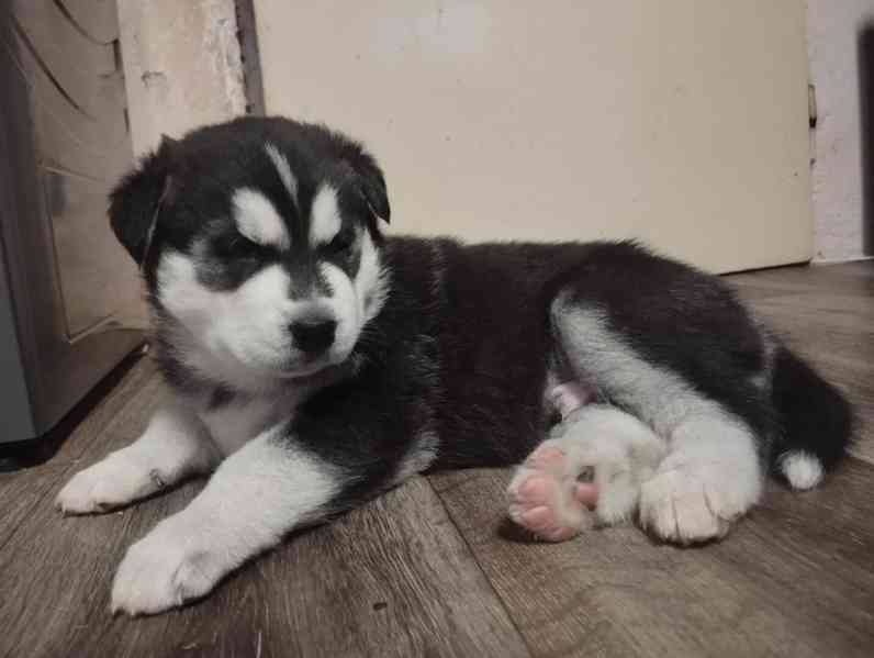 Štěňata husky  - foto 5