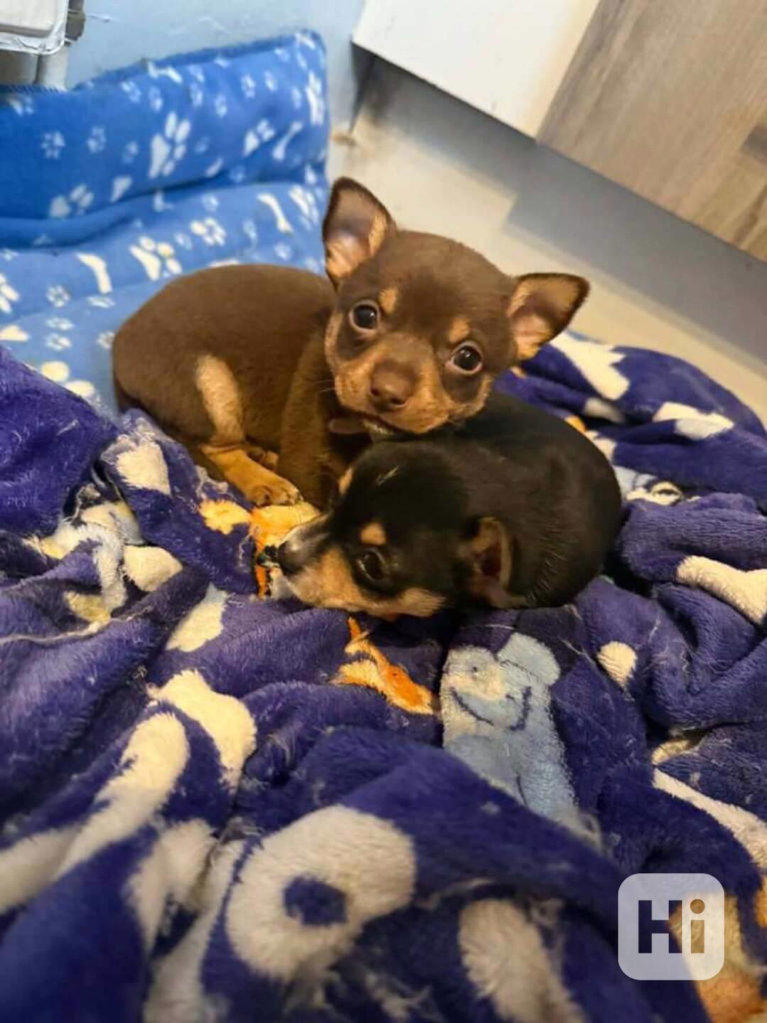 Čivava s pp - foto 1