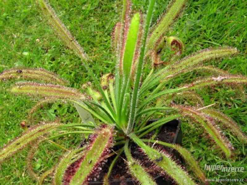 Drosera capensis "Dark maroon plant - semena - foto 1