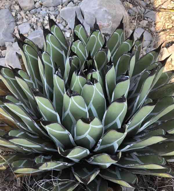 Agave nickelsiae - Král agave - semena - foto 1