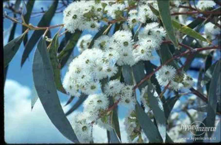 Eucalyptus Pauciflora - semena - foto 1