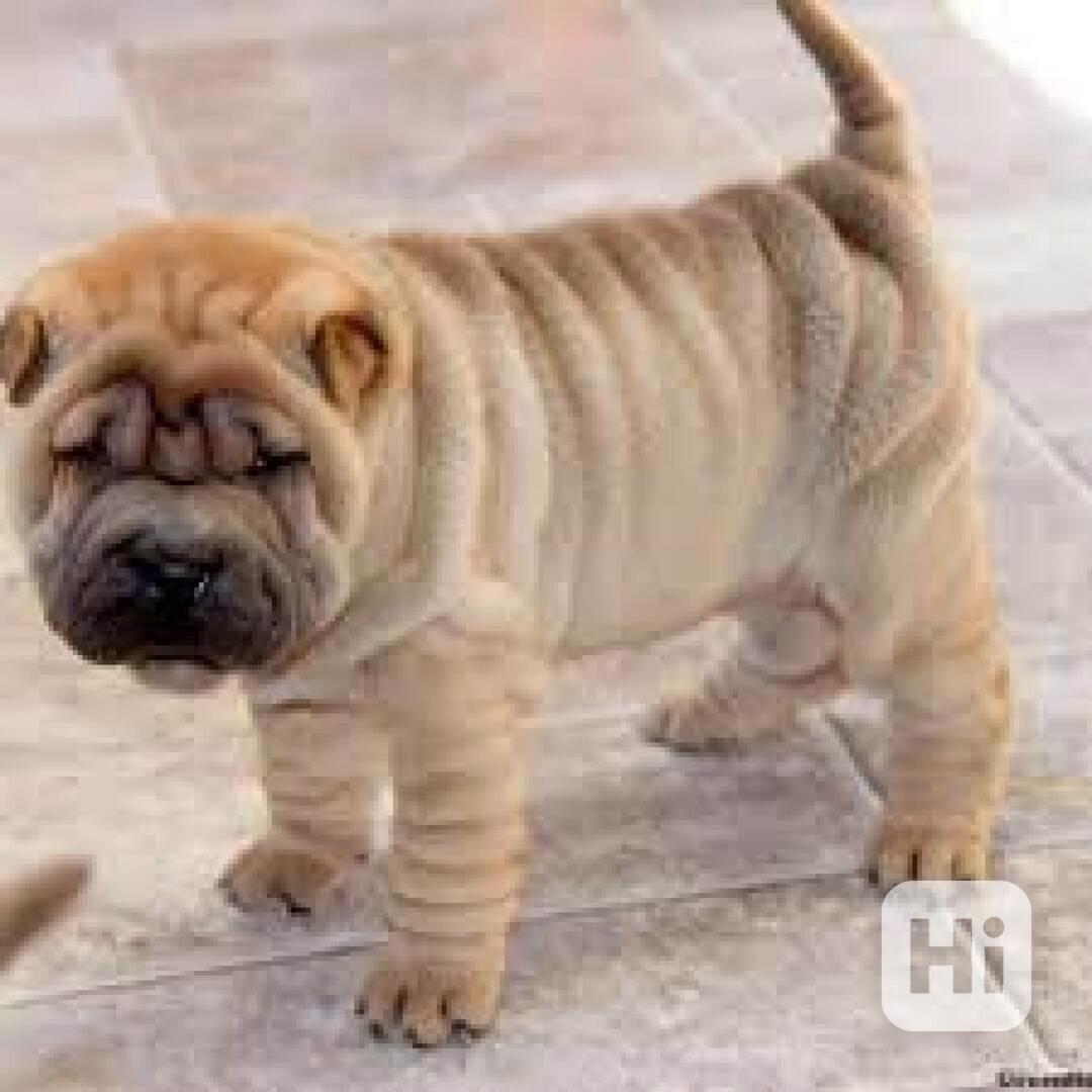 Prodám roztomilá čínská štěňata Shar-Pei Rozkošná štěňátka p - foto 1