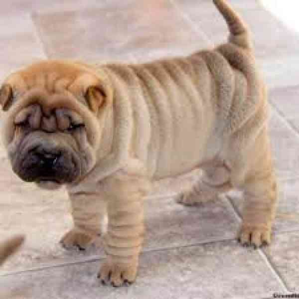 Prodám roztomilá čínská štěňata Shar-Pei Rozkošná štěňátka p - foto 1