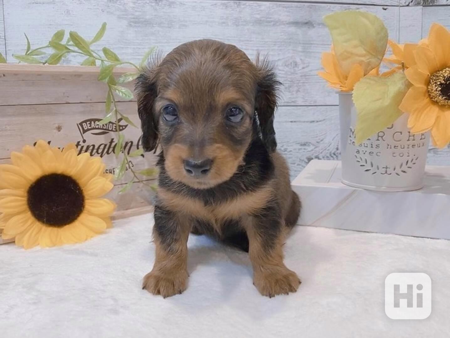 štěně jezevčíka k adopci - foto 1