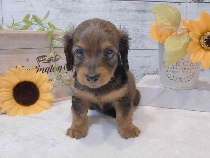 štěně jezevčíka k adopci