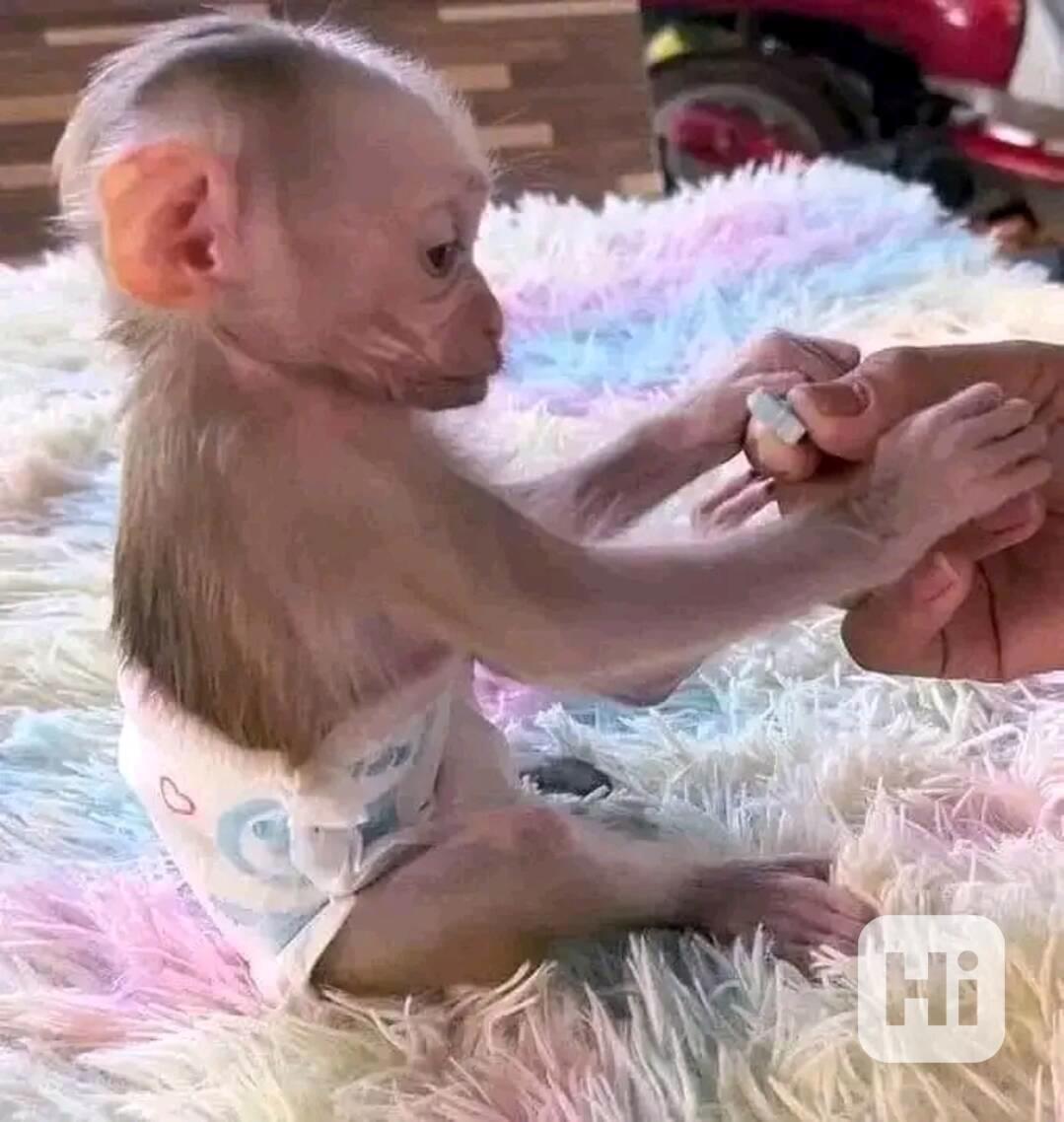  K dispozici kapucínské opice   - foto 1