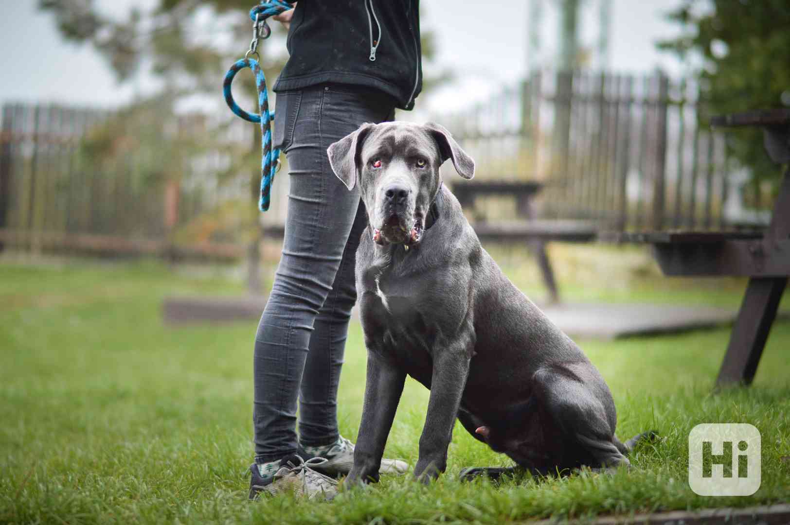 Gino - roční kříženec, hodně bláznivý milující puberťák - foto 1