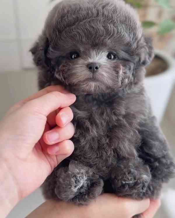 Mini bišonek, na kterého nezapomenete — Podo 🍇 S osobností 