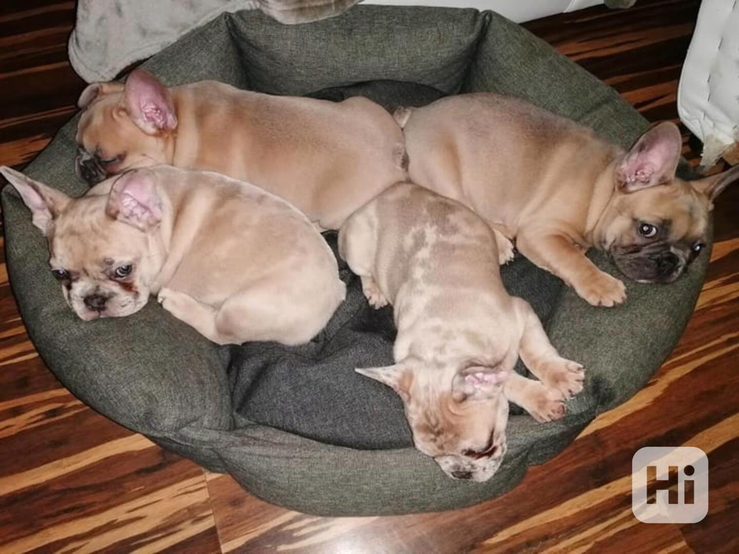 Roztomilá štěňata francouzského buldočka k dispozici s dokla - foto 1