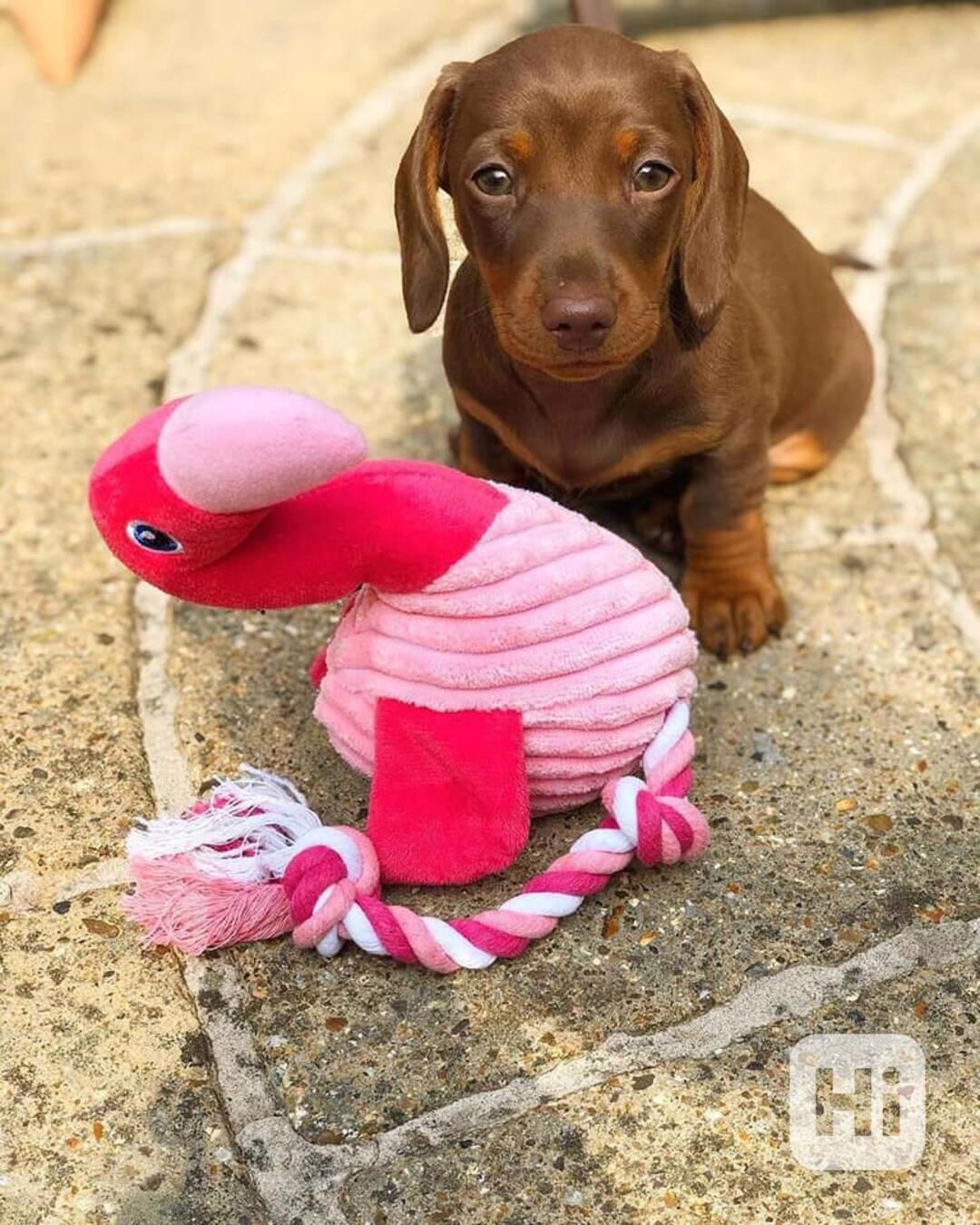 Jezevčík hladkosrstý (fena) s PP - foto 1