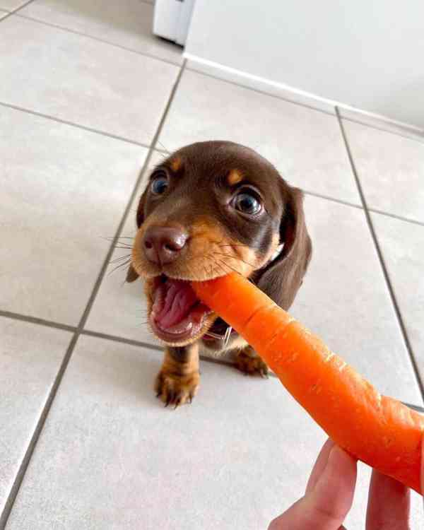 Jezevčík hladkosrstý (fena) s PP - foto 3