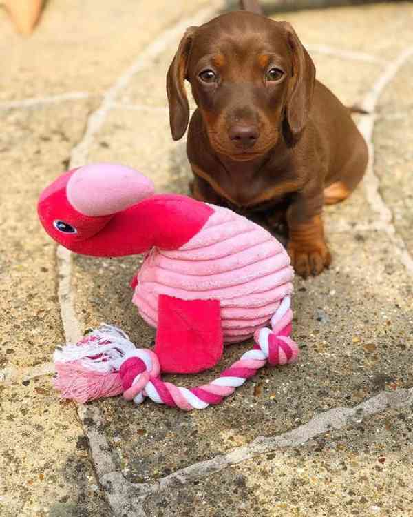 Jezevčík hladkosrstý (fena) s PP - foto 1