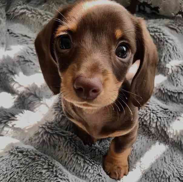 Jezevčík hladkosrstý (fena) s PP - foto 2