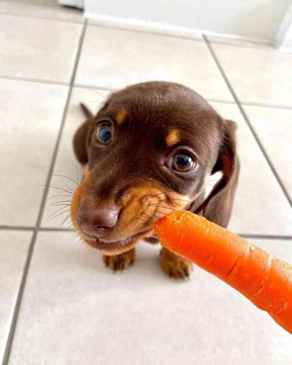 Jezevčík hladkosrstý (fena) s PP - foto 4