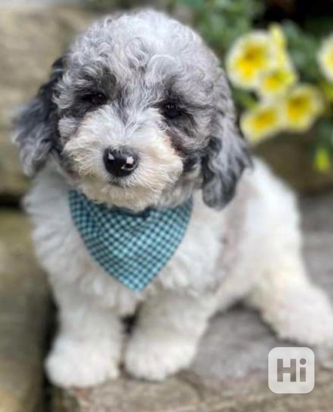 Štěňata toy pudla k dispozici - foto 1