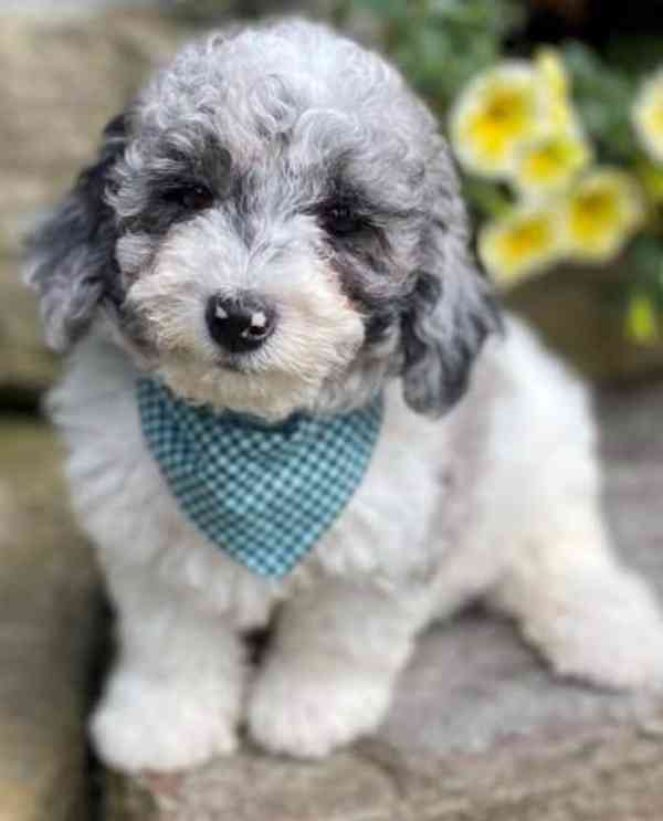 Štěňata toy pudla k dispozici - foto 3