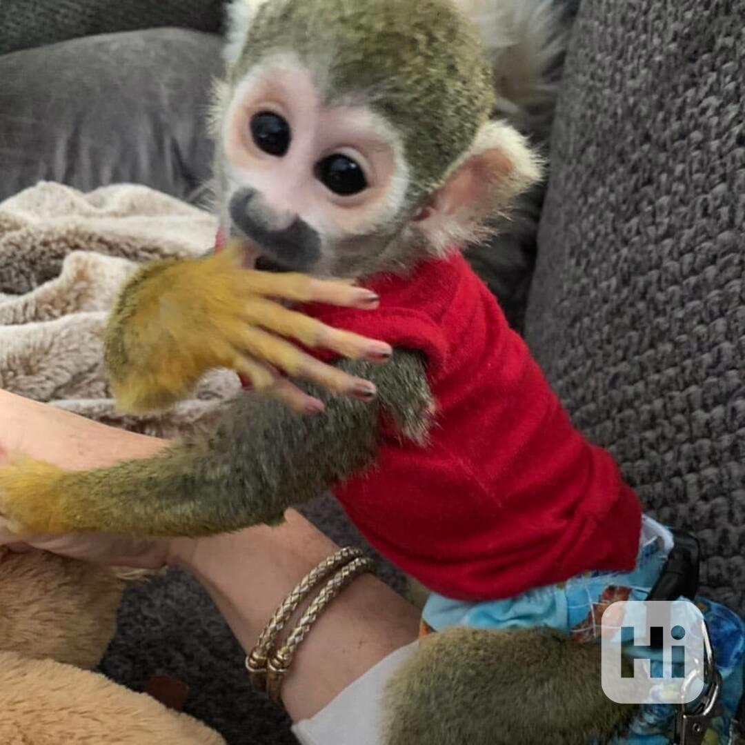 Zdravé veverčí opice na prodej - foto 1