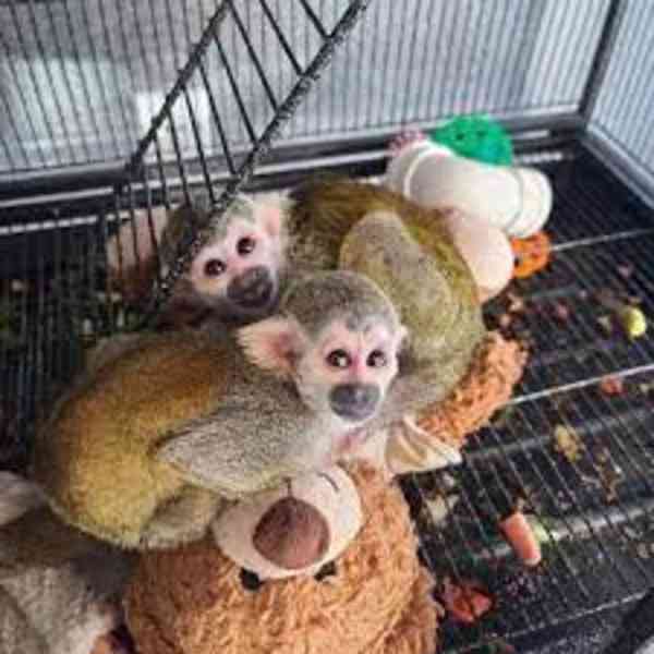 Zdravé veverčí opice na prodej - foto 2