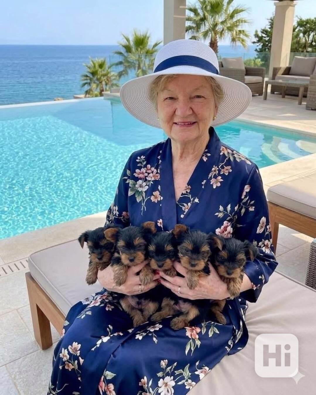 Štěňata Yorkshire k adopci - foto 1