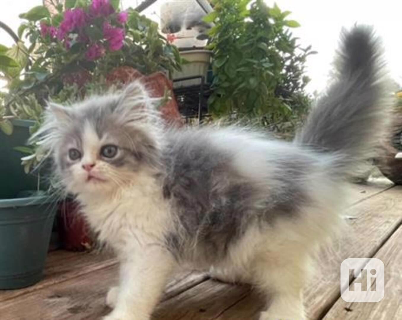 perská koťata samci a samice - foto 1