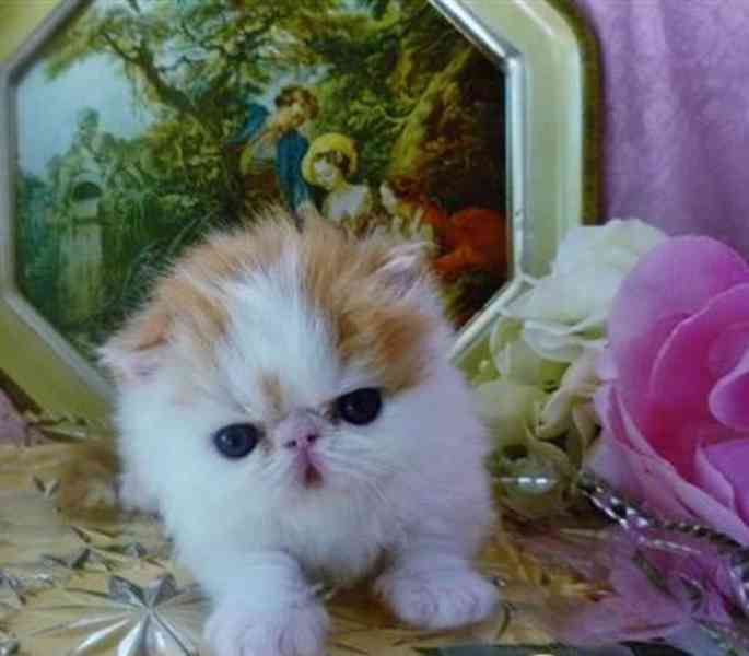 perská koťata samci a samice - foto 2