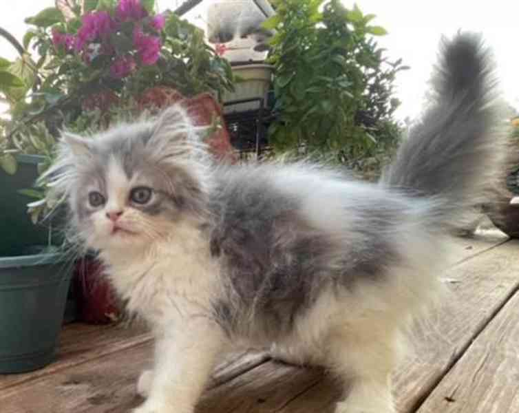 perská koťata samci a samice - foto 1