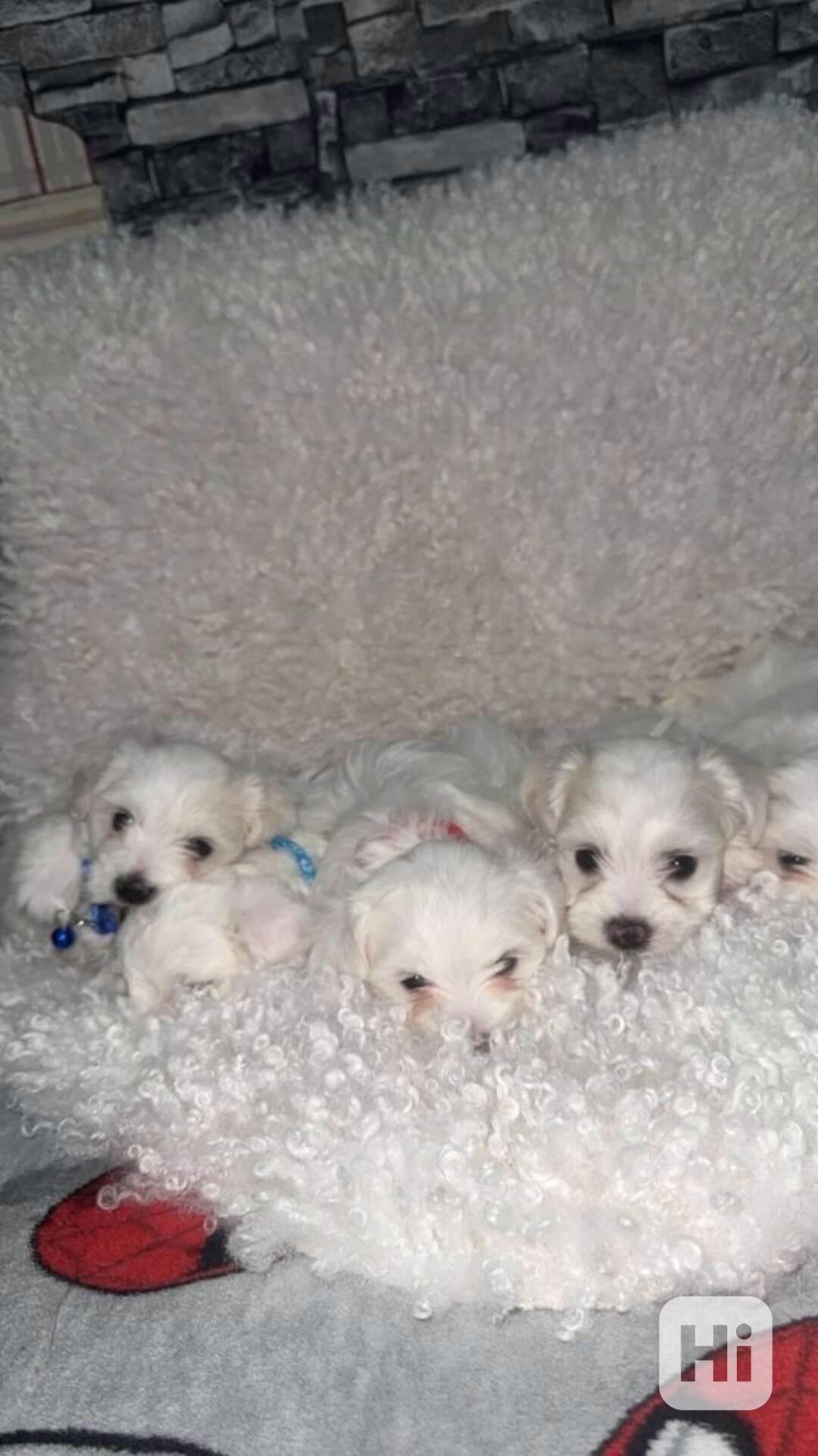 Maltézský psík- maltézáček - foto 1