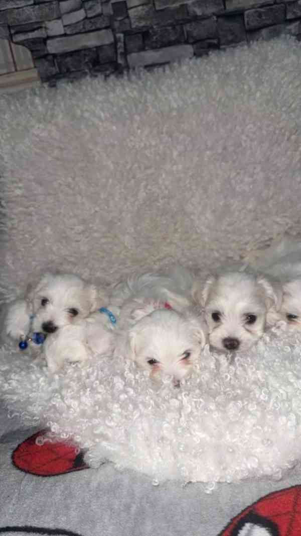 Maltézský psík- maltézáček