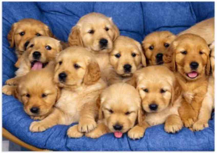 štěňata zlatého retrívra k adopci - foto 1