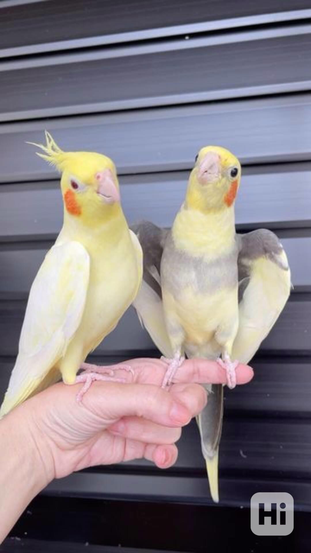 Překrásní papoušci korely ihned k adopci zdarma - foto 1