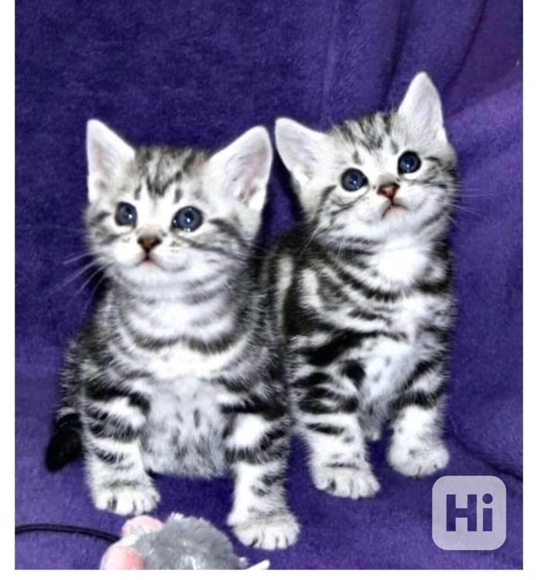 Bhk Whiskas Koťátka s PP - foto 1