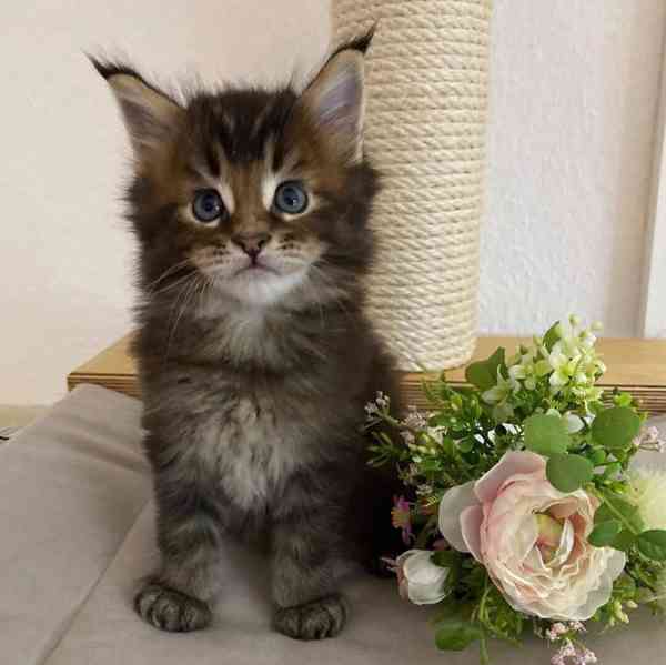 Koťata Maine Coon s vynikajícím rodokmenem - foto 1