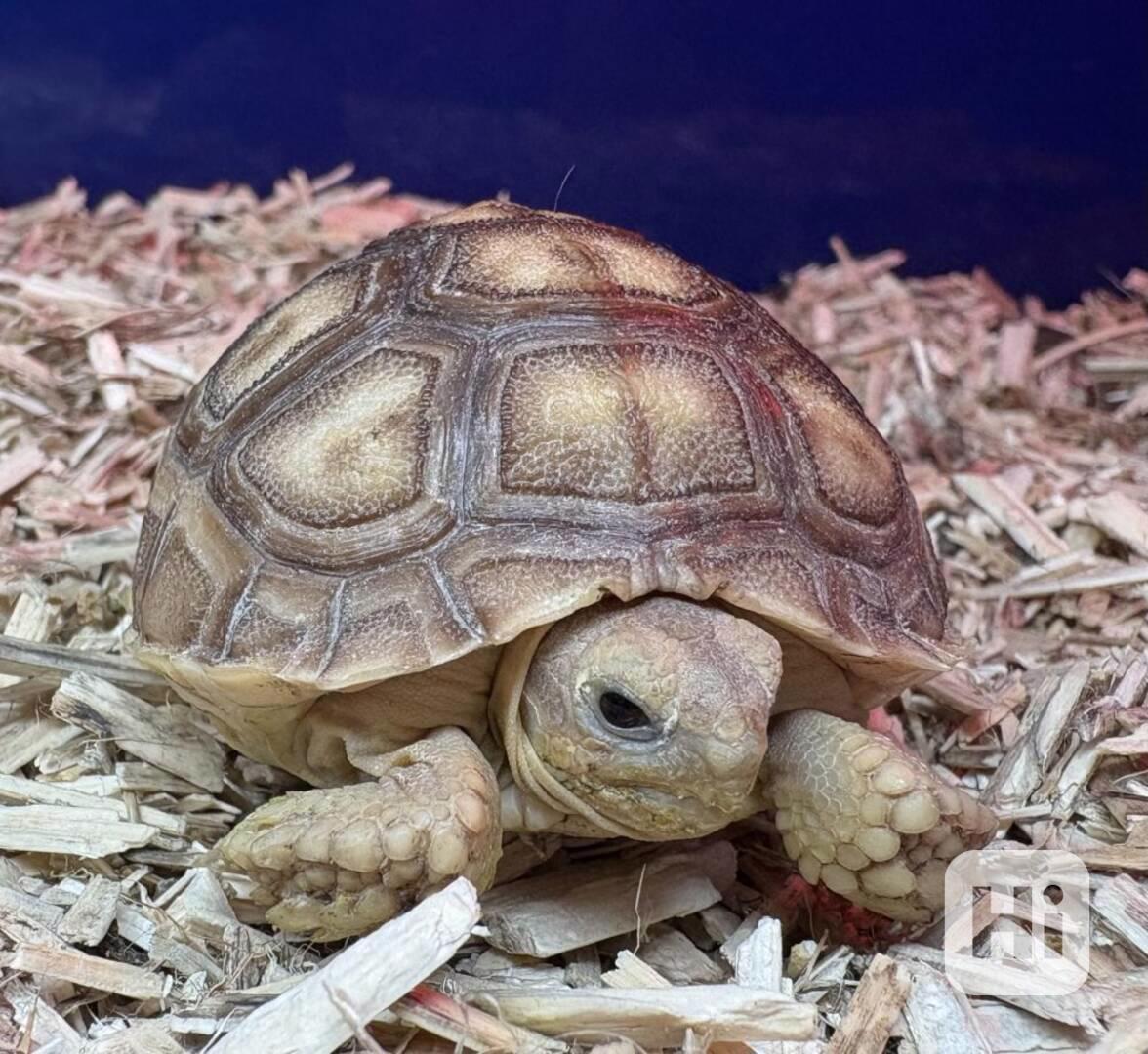  Prodám želvu Sulcata - foto 1