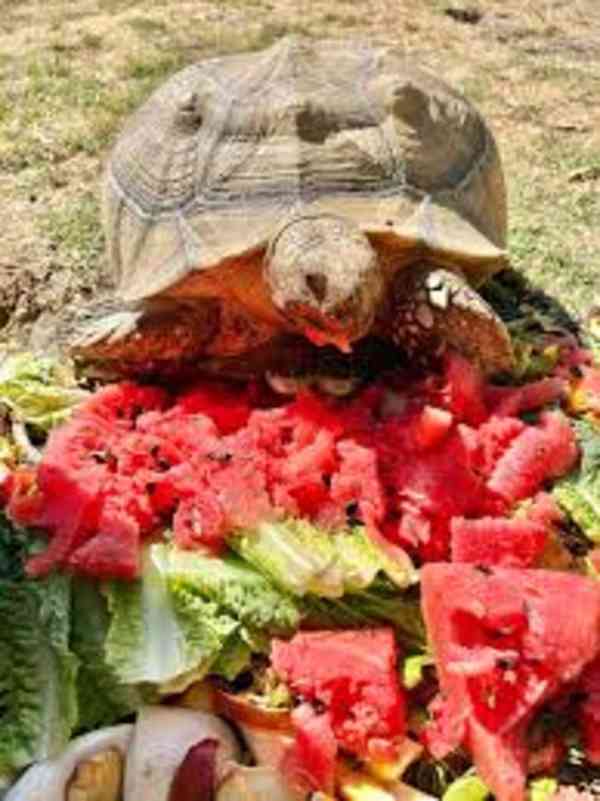  Prodám želvu Sulcata - foto 2