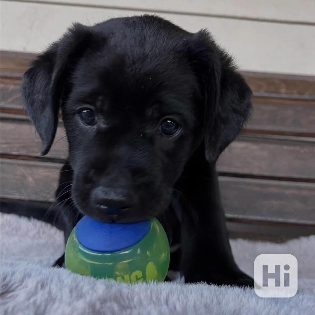 Labradorský retrívr na prodej - foto 1