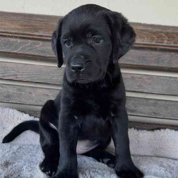 Labradorský retrívr na prodej - foto 2