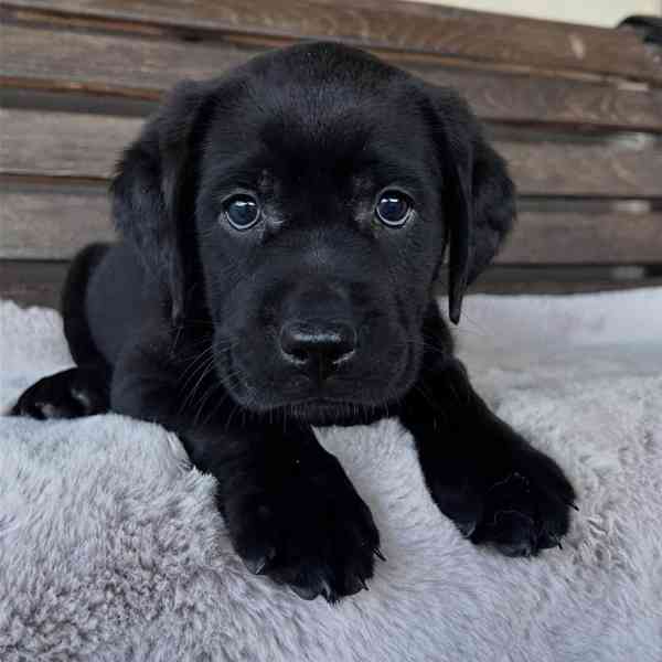 Labradorský retrívr na prodej - foto 7