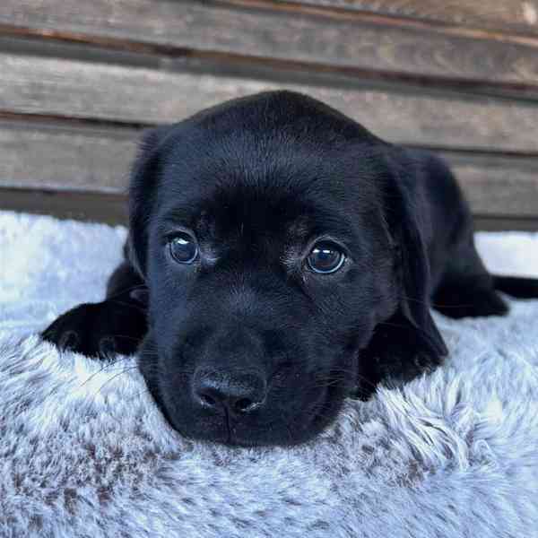 Labradorský retrívr na prodej - foto 4