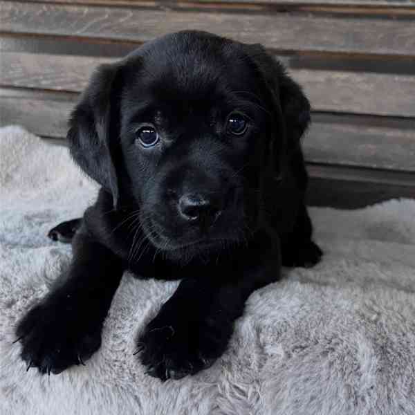 Labradorský retrívr na prodej - foto 5