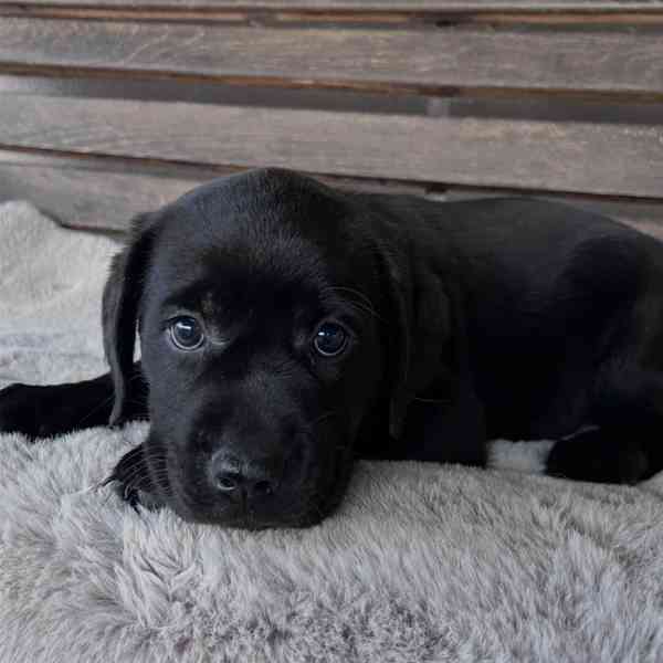 Labradorský retrívr na prodej - foto 3