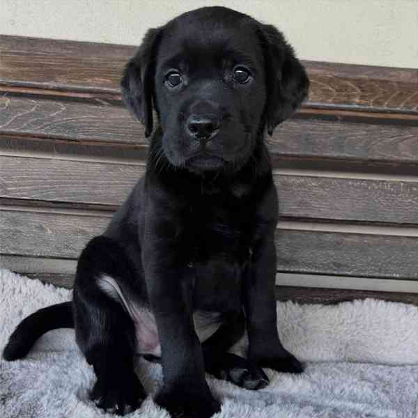 Labradorský retrívr na prodej - foto 6