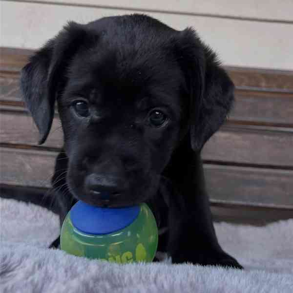 Labradorský retrívr na prodej - foto 1